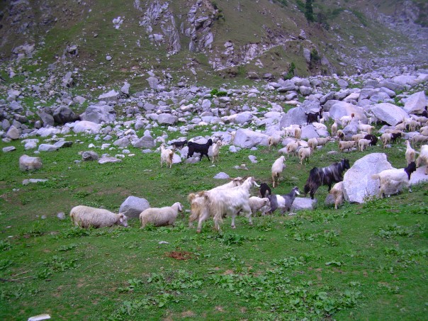 Goats grazing in the grasslands